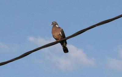 Pigeon ramier Columba palumbus Linnaeus, 1758