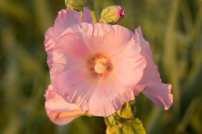 Rose trémière, Passerose Alcea rosea L., 1753
