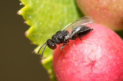  Eurytomidae Walker, 1832