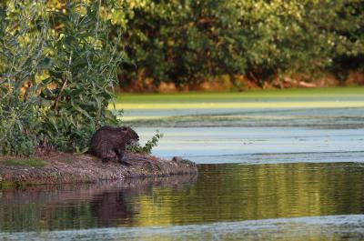 Ragondin Myocastor coypus (Molina, 1782)