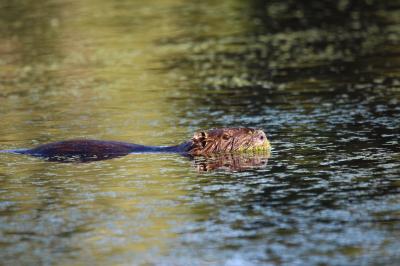 Ragondin Myocastor coypus (Molina, 1782)