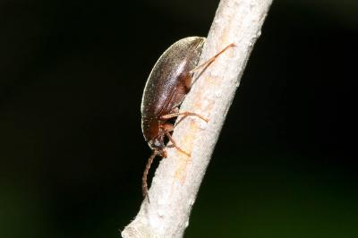 Hyménalia à pattes rouges Hymenalia rufipes (Fabricius, 1792)