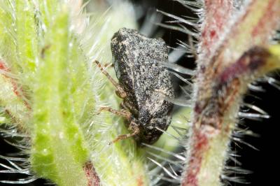  Psacasta tuberculata (Fabricius, 1781)