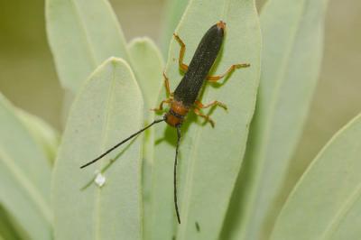  Oberea erythrocephala (Schrank, 1776)