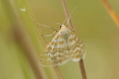 Acidalie soyeuse (L') Idaea sericeata (Hübner, 1813)