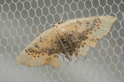 Ephyre pupillée (L') Cyclophora puppillaria (Hübner, 1799)