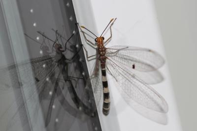  Megistopus flavicornis (Rossi, 1790)