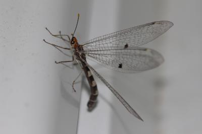  Megistopus flavicornis (Rossi, 1790)