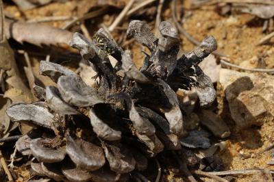  Bembecinus tridens (Fabricius, 1781)