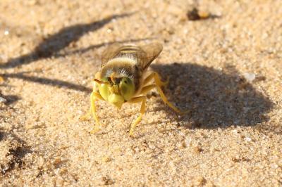  Bembix rostrata (Linnaeus, 1758)