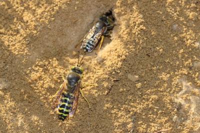  Bembix rostrata (Linnaeus, 1758)