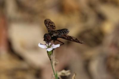  Exoprosopa jacchus (Fabricius, 1805)
