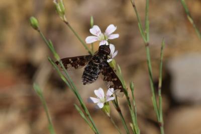  Exoprosopa jacchus (Fabricius, 1805)