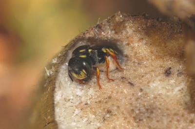  Pseudoanthidium nanum (Mocsáry, 1881)