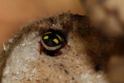  Pseudoanthidium nanum (Mocsáry, 1881)
