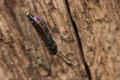  Monosapyga clavicornis (Linnaeus, 1758)