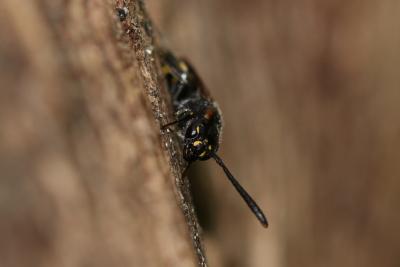  Monosapyga clavicornis (Linnaeus, 1758)