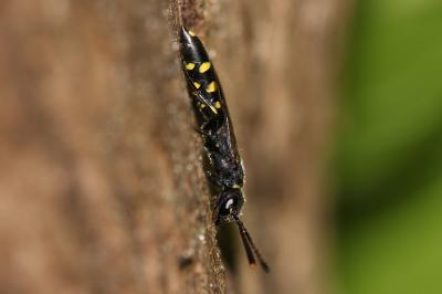  Monosapyga clavicornis (Linnaeus, 1758)