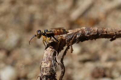  Dinetus pictus (Fabricius, 1793)