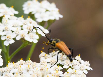 Lepture fauve Stictoleptura fulva (De Geer, 1775)