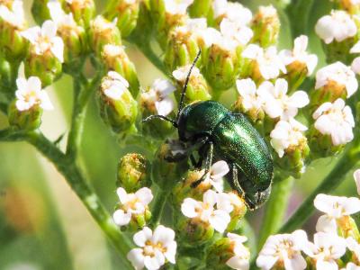  Cryptocephalus hypochaeridis (Linnaeus, 1758)