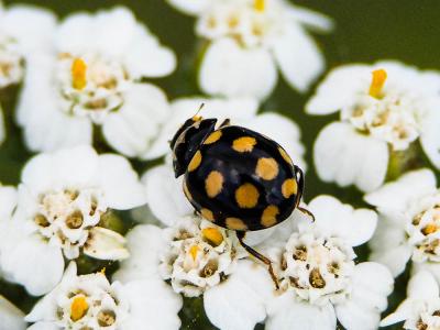  Coccinula quatuordecimpustulata (Linnaeus, 1758)