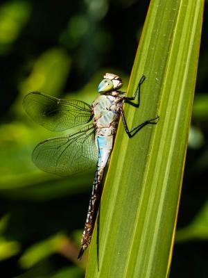 Anax empereur (L') Anax imperator Leach, 1815