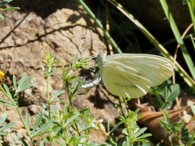 Piéride du Lotier (La), Piéride de la Moutarde (La Leptidea sinapis (Linnaeus, 1758)