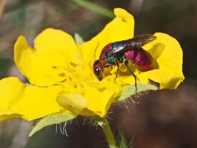  Chrysura cuprea (Rossi, 1790)