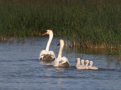 Cygne tuberculé Cygnus olor (Gmelin, 1803)