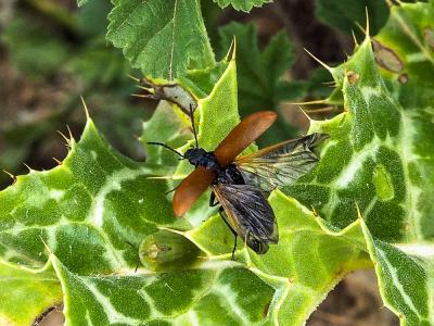 Omophlus orangé Omophlus lepturoides (Fabricius, 1787)