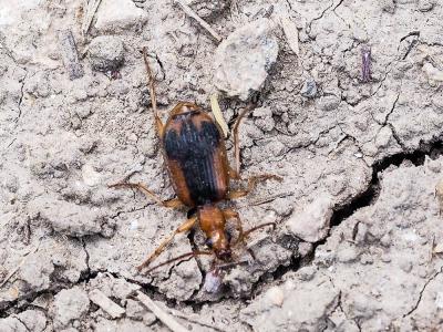  Brachinus humeralis Ahrens, 1812