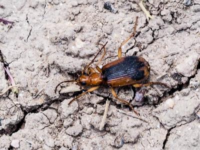  Brachinus humeralis Ahrens, 1812