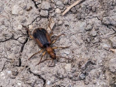  Brachinus humeralis Ahrens, 1812