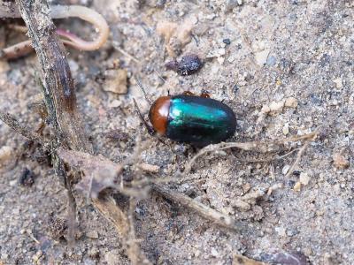Chrysomèles Chrysomelidae Latreille, 1802