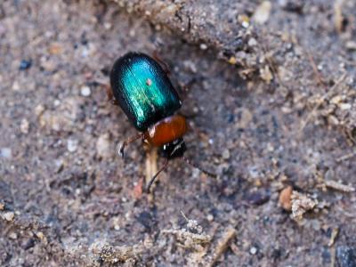 Chrysomèles Chrysomelidae Latreille, 1802