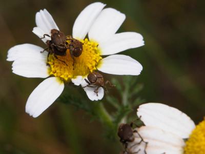 Charançons Curculionidae Latreille, 1802