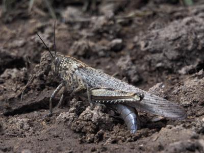 Criquet égyptien Anacridium aegyptium (Linnaeus, 1764)