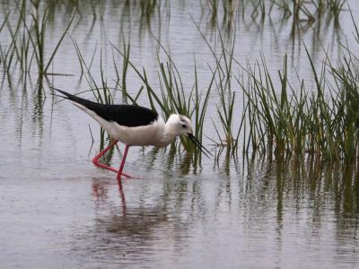 Echasse blanche Himantopus himantopus (Linnaeus, 1758)