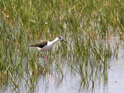 Echasse blanche Himantopus himantopus (Linnaeus, 1758)
