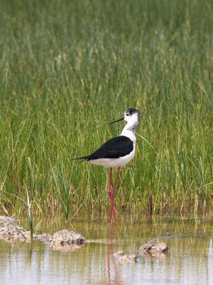Echasse blanche Himantopus himantopus (Linnaeus, 1758)