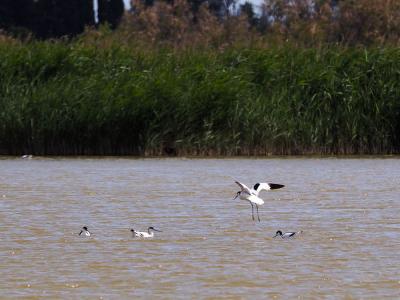 Avocette élégante Recurvirostra avosetta Linnaeus, 1758
