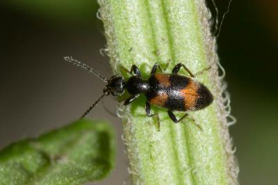  Anthicus antherinus (Linnaeus, 1760)