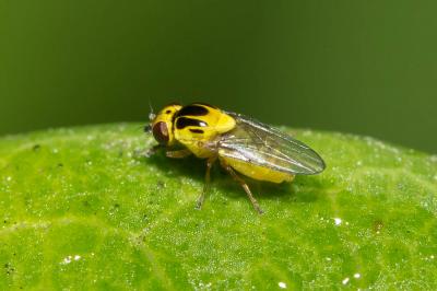  Thaumatomyia notata (Meigen, 1830)