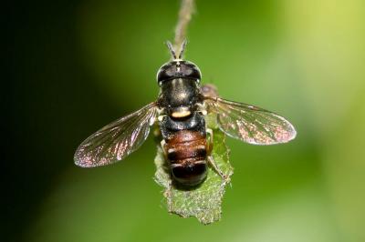  Paragus bicolor (Fabricius, 1794)