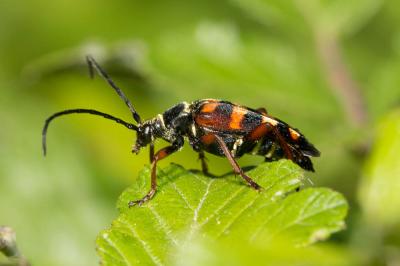 Lepture couleur d'or Leptura aurulenta Fabricius, 1792