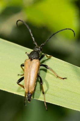 Lepture rouge Stictoleptura rubra (Linnaeus, 1758)