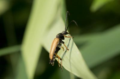 Lepture rouge Stictoleptura rubra (Linnaeus, 1758)