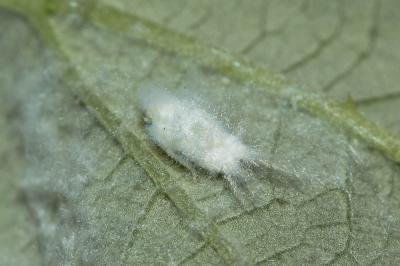 Cicadelle blanche, Cicadelle pruineuse, Cicadelle  Metcalfa pruinosa (Say, 1830)