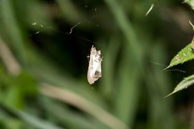 Pyrale du buis Cydalima perspectalis (Walker, 1859)